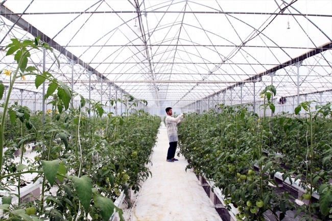 "Dijital tarım" ile hasadı öne çekti